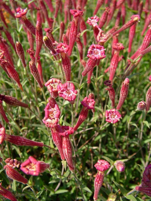 Silene pichiana / Silene delle Apuane